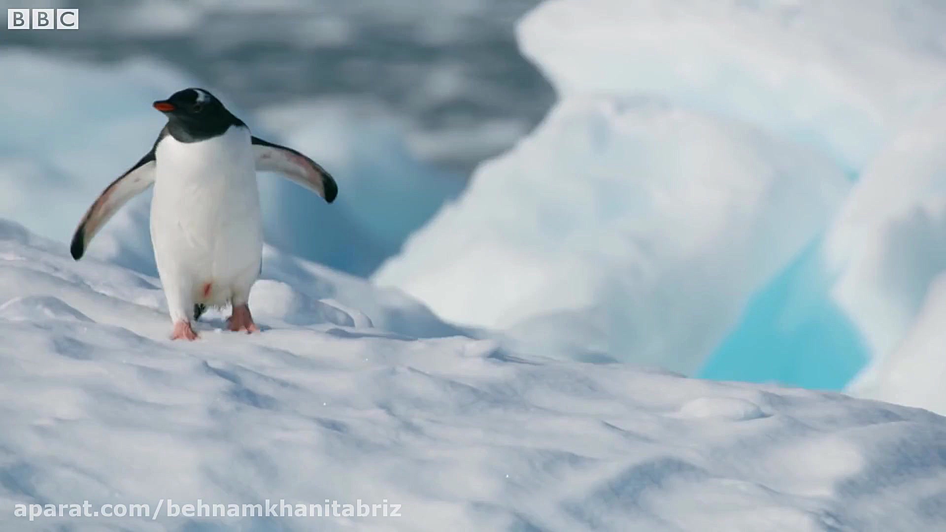 حمله نهنگ غول پیکر به پنگوئن!