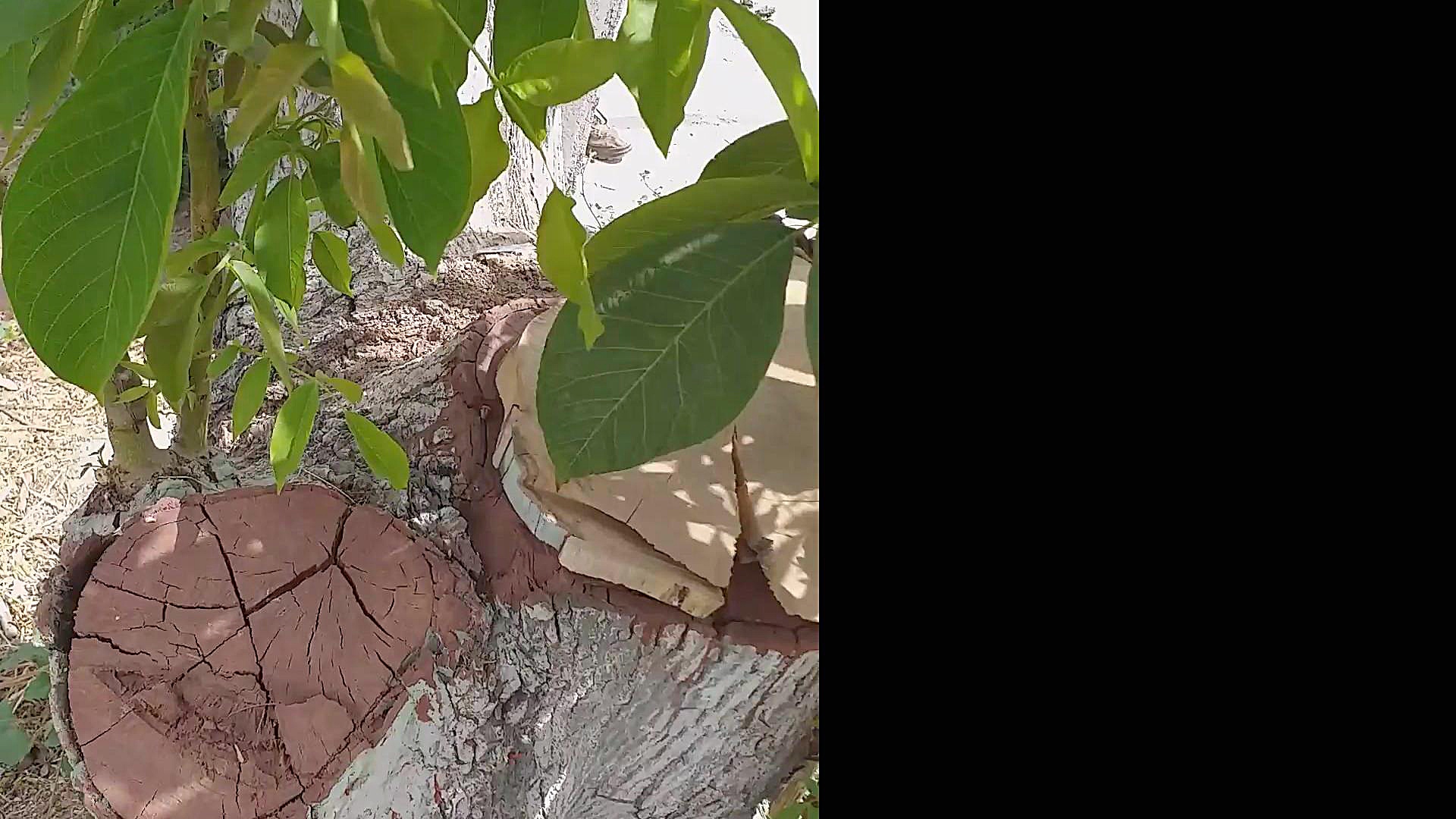 تاثیر آبیاری بعد از پیوند جوان...