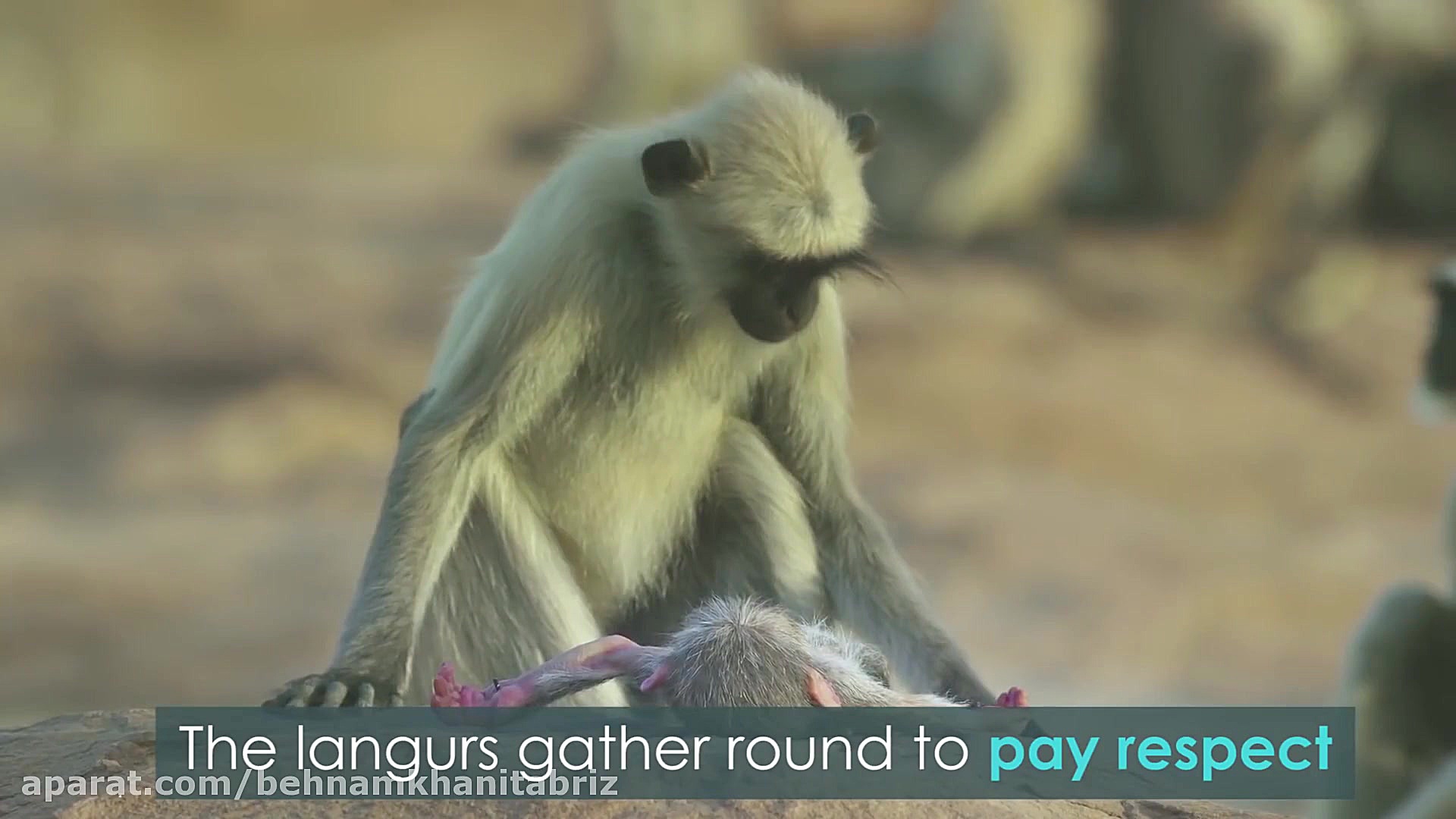 مستندی باور نکردنی از میمون ها