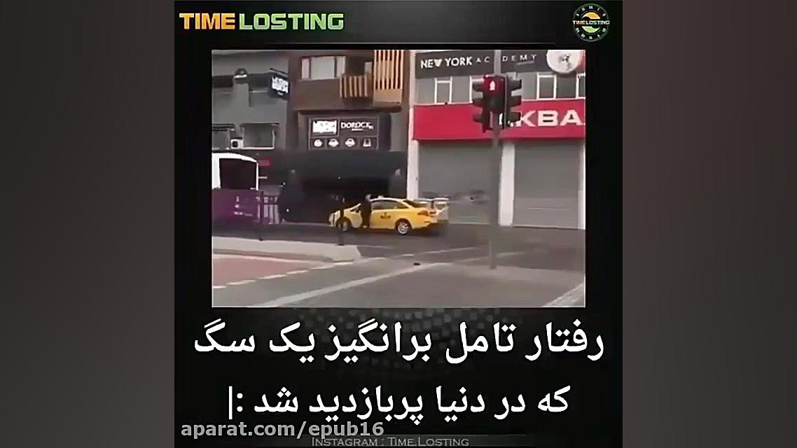 رفتار تامل برانگیز یک سگ که در...