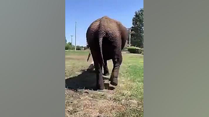 فیل با مرام