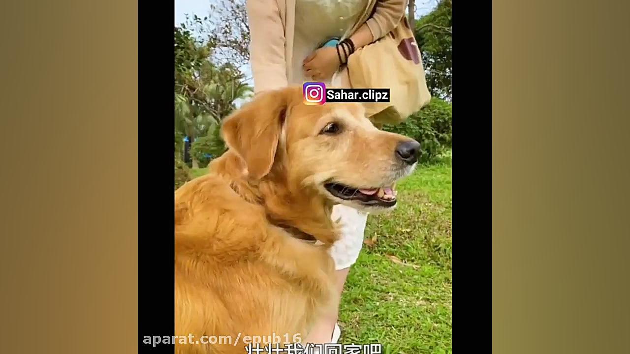 حرکت عجیب سگ بازدید میلیونی دا...