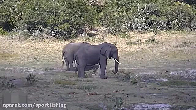 جنگ و جدال شیرها و فیلها و کفت...