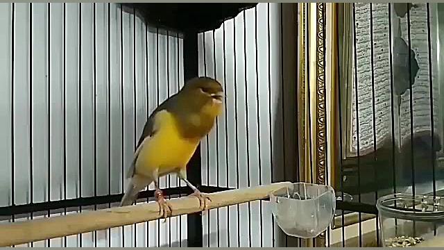 بلبل آواز خوان  قناری زیبا مست...