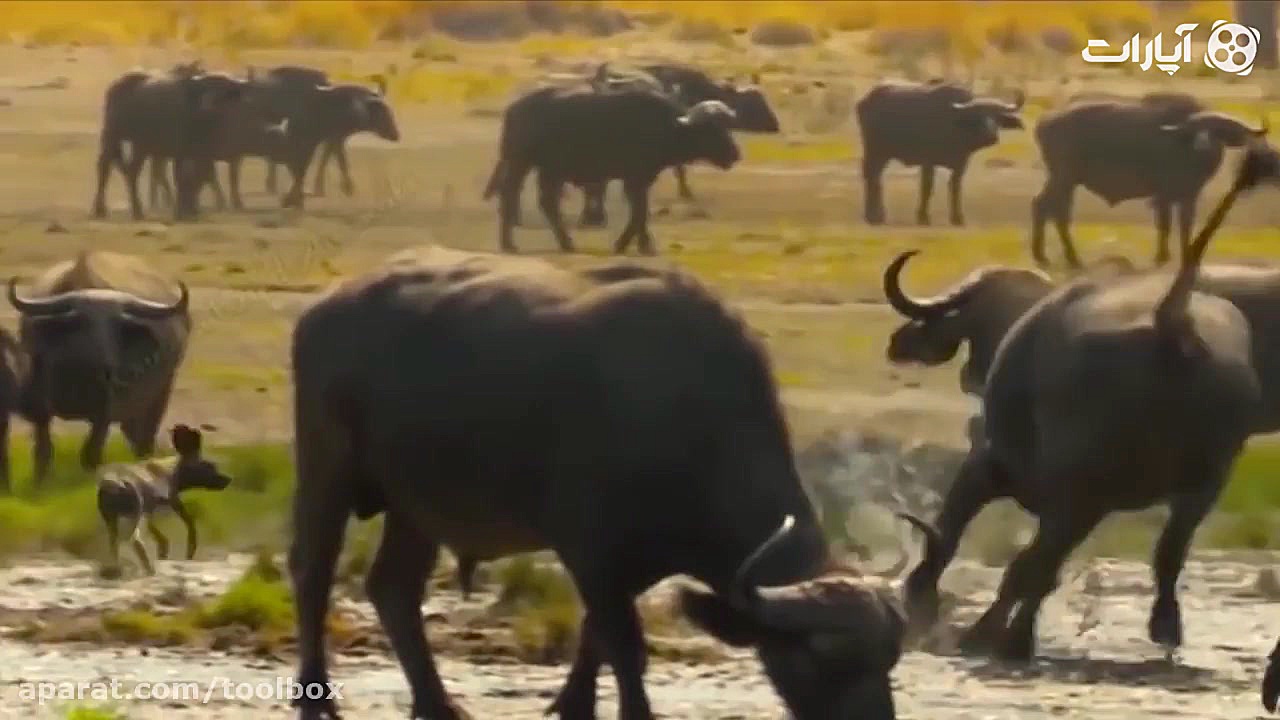 تنهایی =مرگ