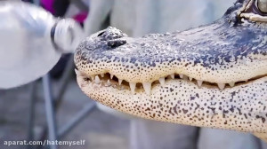 ده تا حیوان خطرناکی که به عنوا...