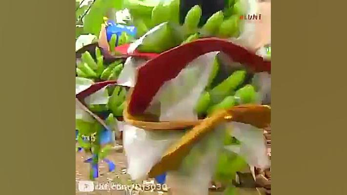 نحوی دسته بندی موز