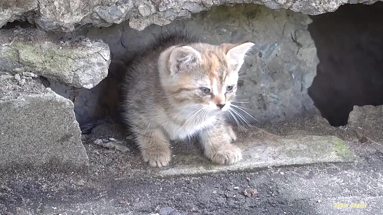 یک بچه گربه کوچک در زیر تخته ب...