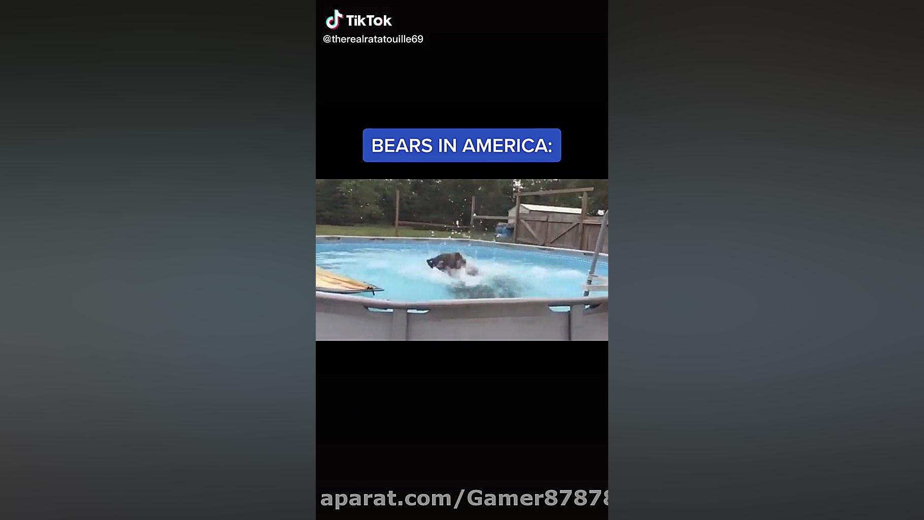 خرس های امریکاvsخرس های روسیه