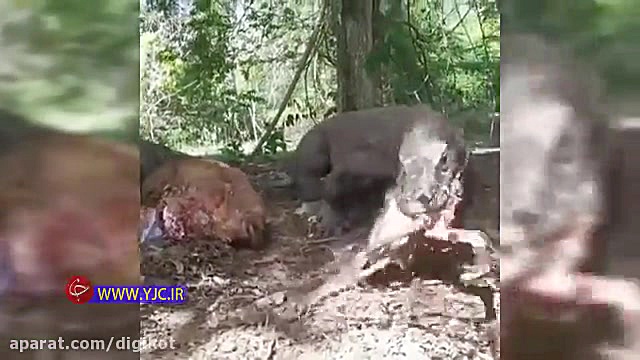 بلعیدن بچه به دنیا نیامده یک آ...