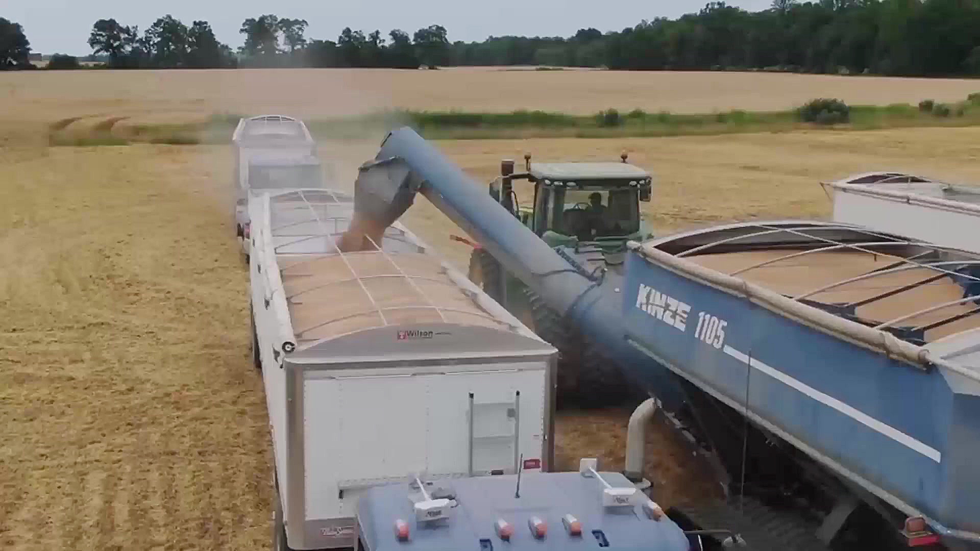 برداشت گندم با کمباین پیشرفته...