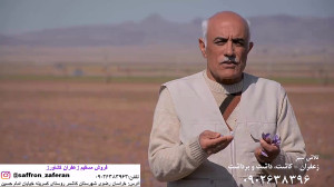 زعفران کاشت داشت برداشت