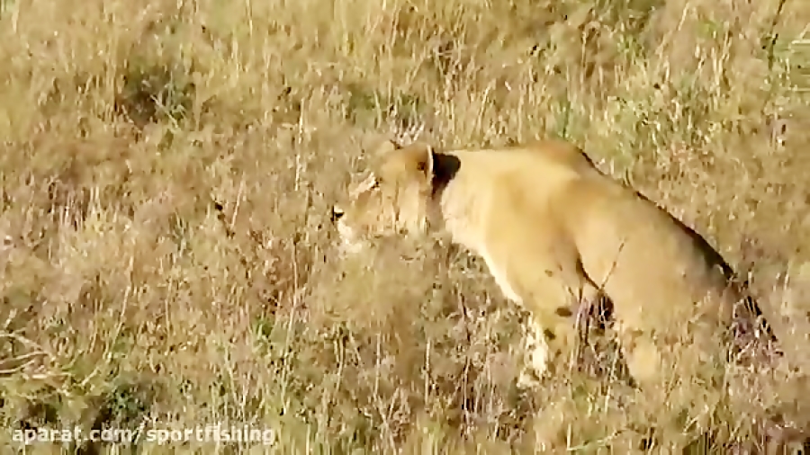 جنگ و جدال شیرها و پلنگها با ه...