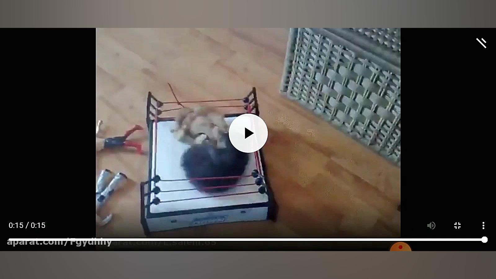 کشتی کج گربه ها