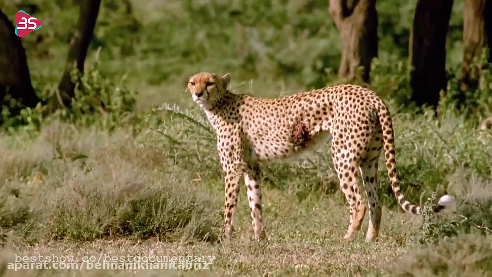 جدال نفس گیر مرگ و زندگی و فرج...
