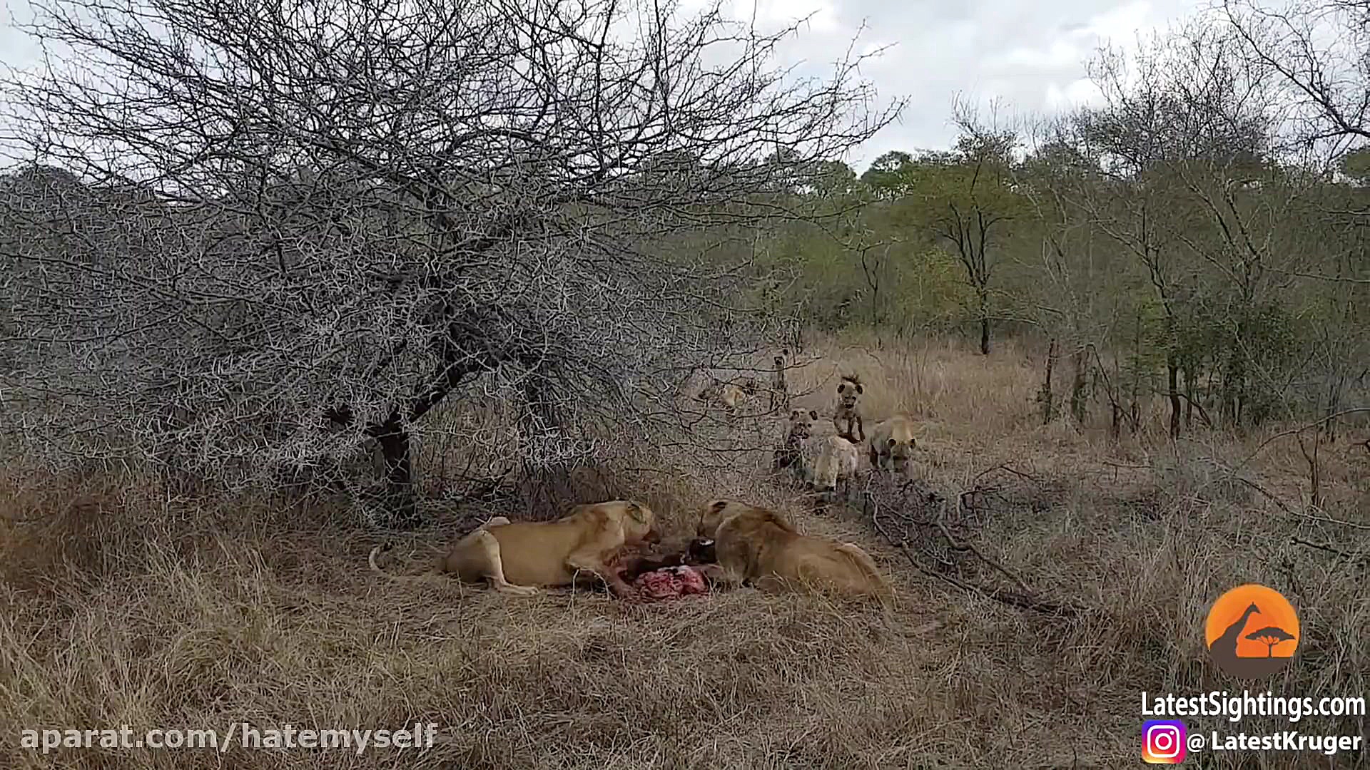 وقتی شیرها گراز وحشی رو زنده ز...
