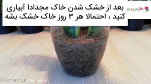 آموزش تکثیر و قلمه زدن سانسوری...