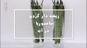 قلمه زدن سانسوریا در آب