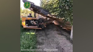 برداشت مکانیزه گردو