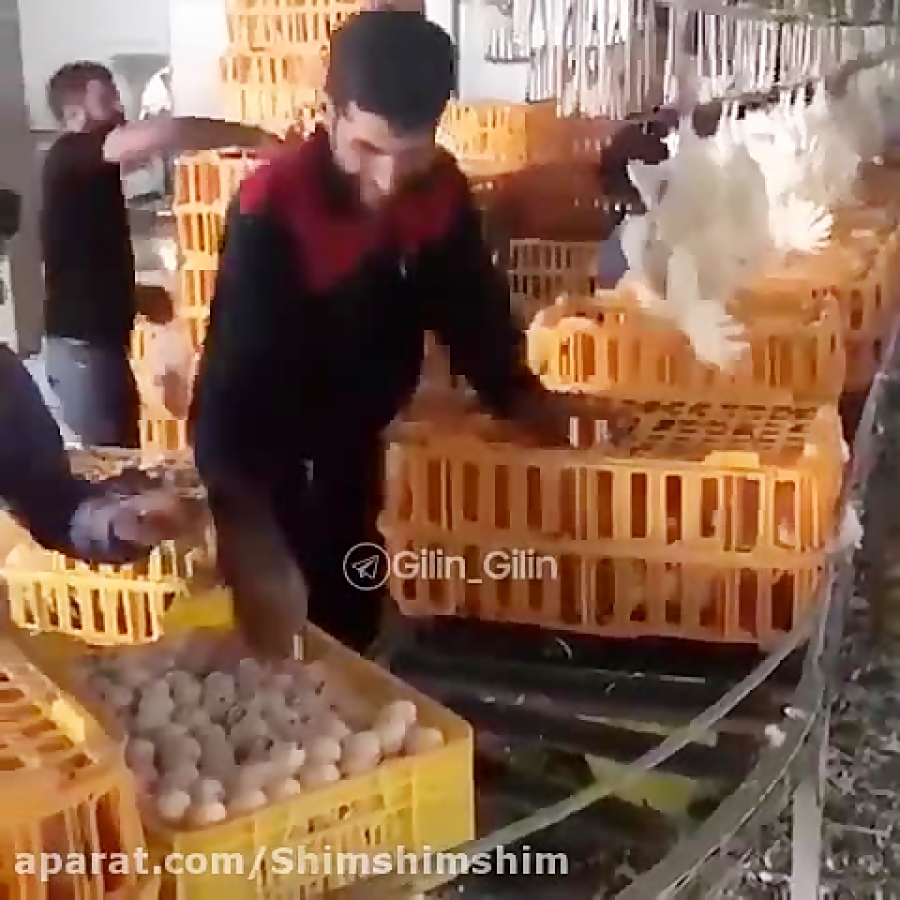 وضعیت مرغداری ها بعد از افزایش...