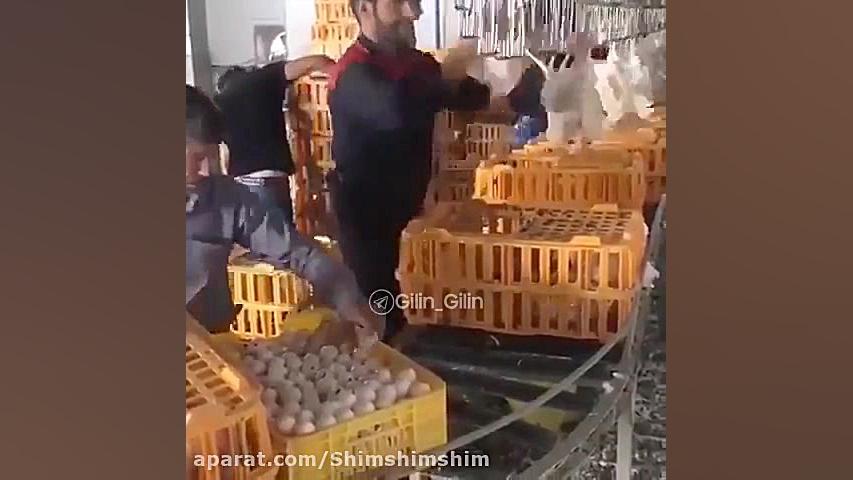 وضعیت مرغداری ها بعد از افزایش...