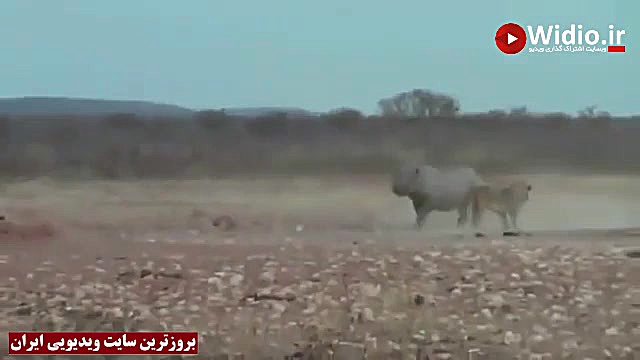 فیلم نبرد دیدنی کرگدن با شیر،...
