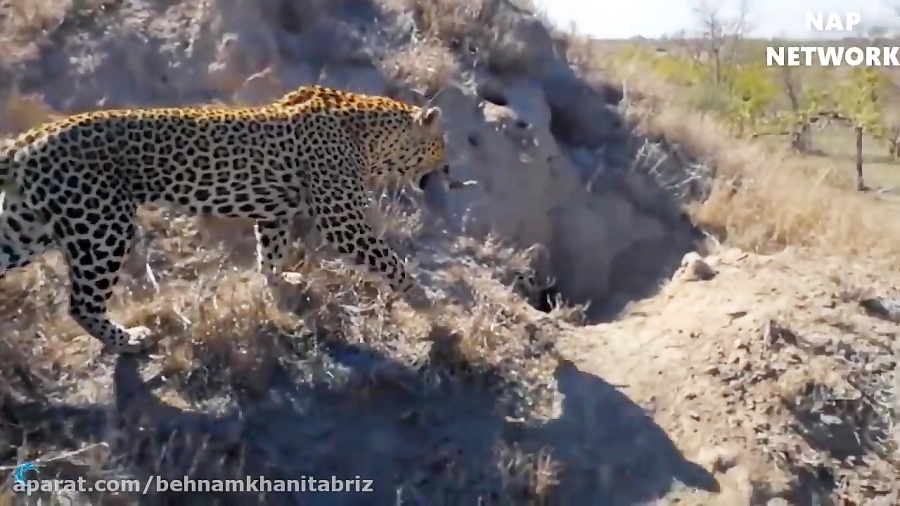 مستند حیات وحش شکار حیوانات تو...