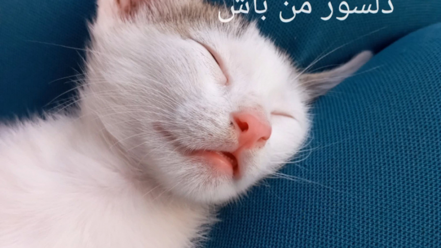 بازخوانی آهنگ تو دلسوز من باش...