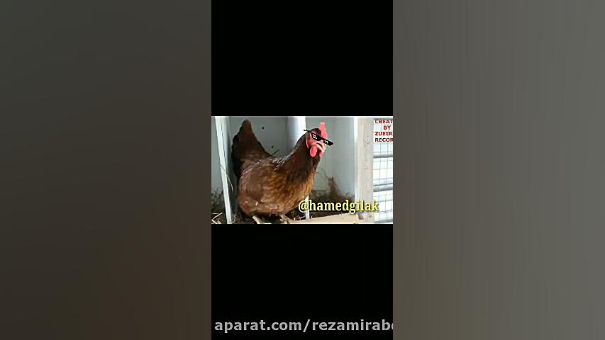 طنز وضعیت خروسا بعد از ۳۸ تومت...