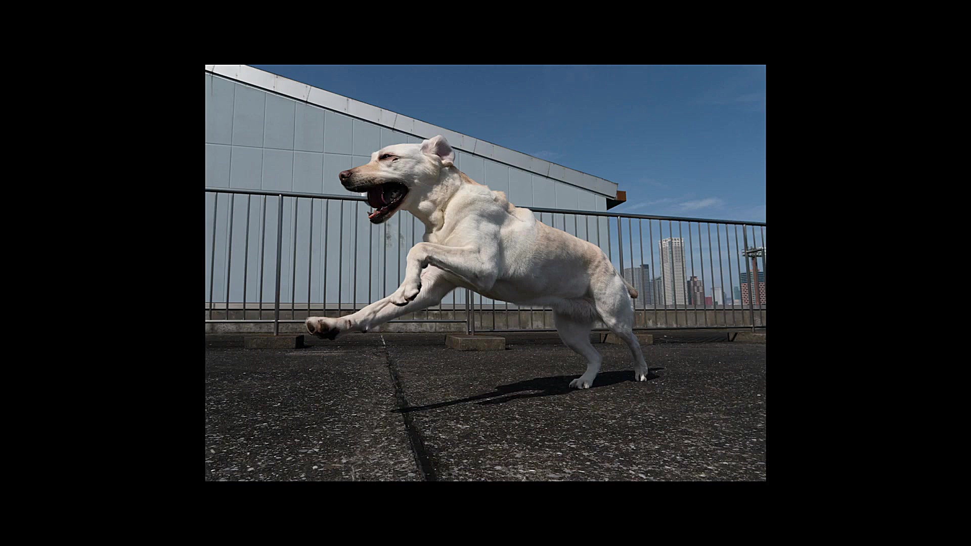 ویدیوی تبلیغاتی گوشی اکسپریا ۵...