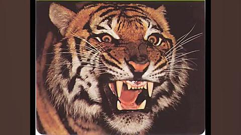 غرش ببر ، شیر وپلنگ کدوم یکی ق...