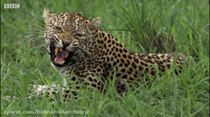 نمایش دو یوزپلنگ بسیار دیدنی و...