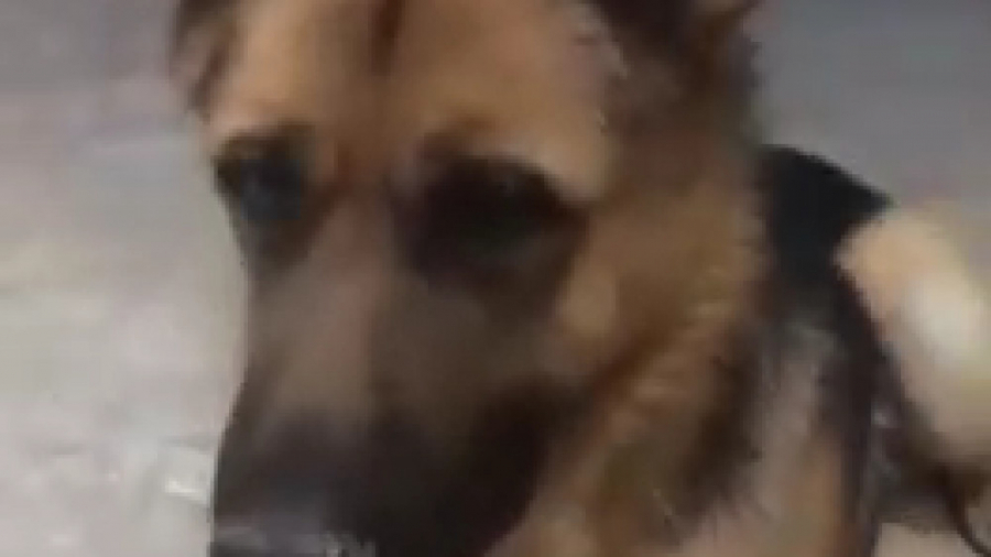 سگ حرف گوش کن و تربیت شده توسط...