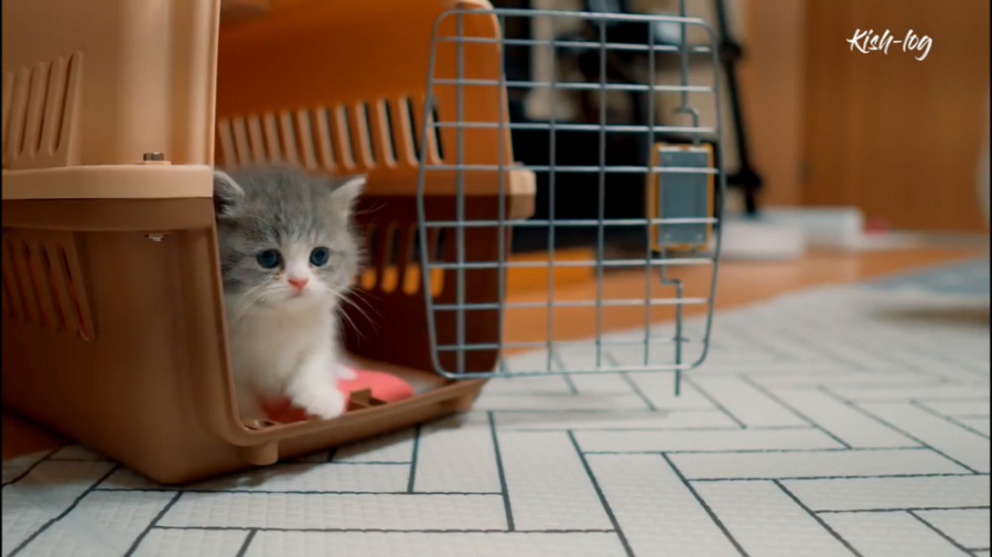 ماجرای گربه کوچولوی تازه وارد!