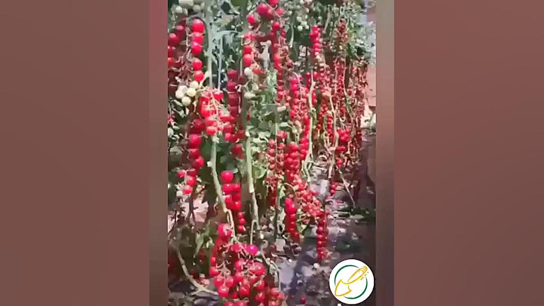 جشنواره رنگ در فصل برداشت میوه...