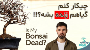 روش درمان بونسای ها | مشکل زهک...