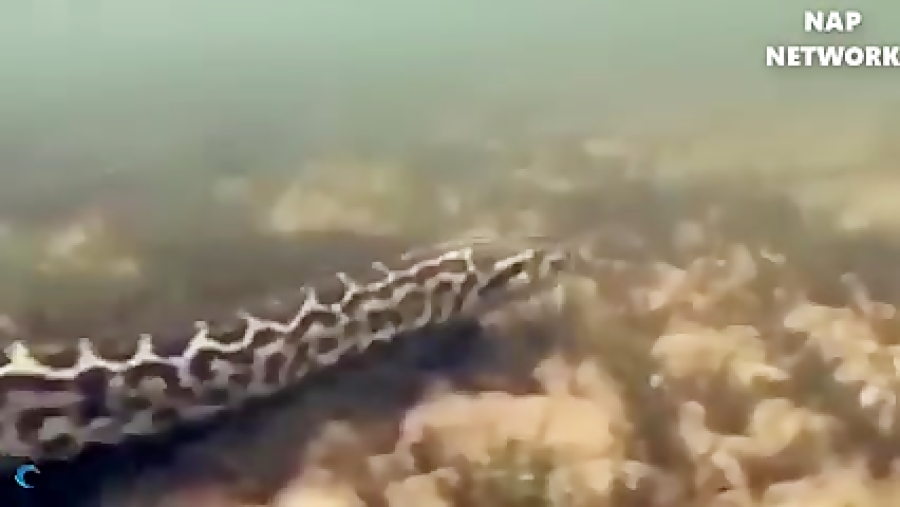 جنگ مار وپلنگ