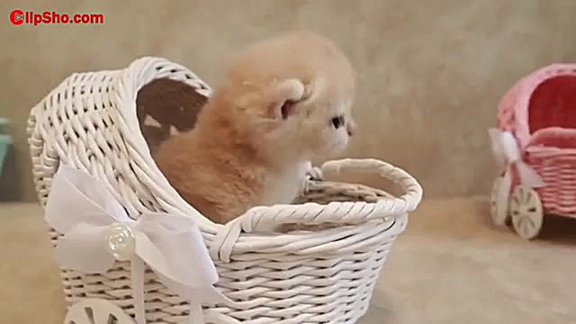 کلیپشو گربه بامزه گربه سفید