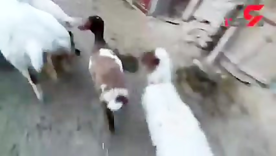 فیلم از حمله 2 گرگ وحشی در گلپ...