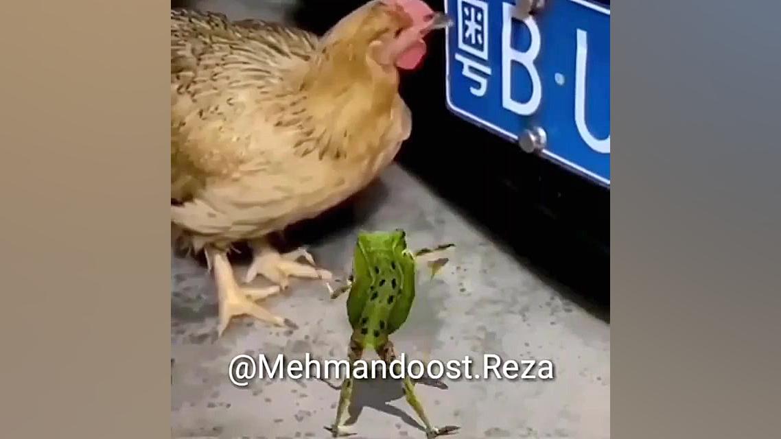 کلیپ جدید خنده دار قورباقه و م...