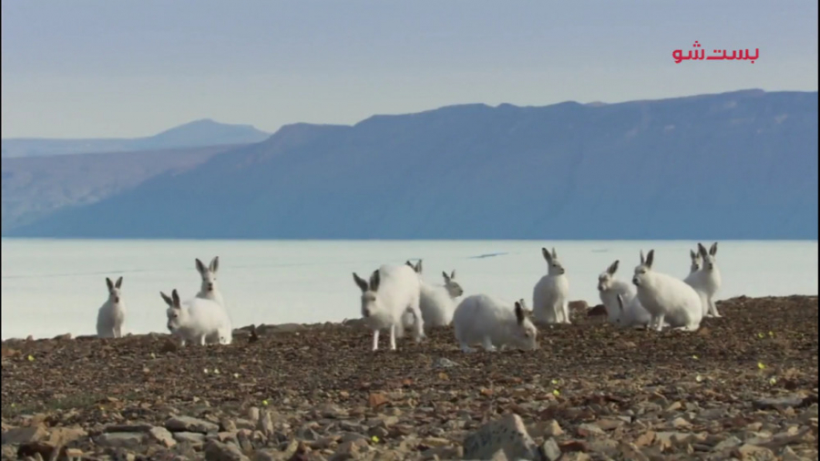 مستند شکار  گرگ سفید قطبی