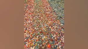 حجت اشرف زاده پاییز