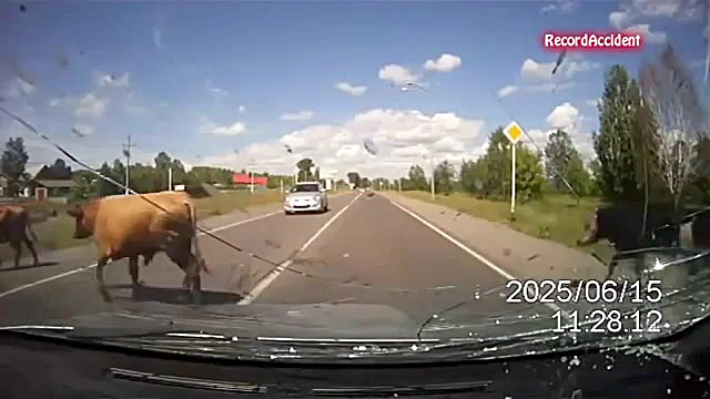 کلیپ تصادفات حیوانات با ماشین