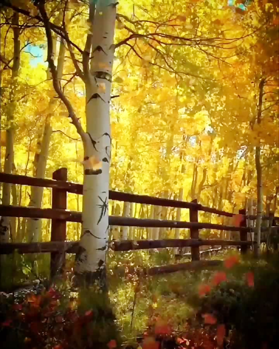 دانلود آهنگ پاییزی حجت اشرف زا...