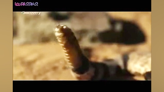 مبارزه مار زنگی و شاه مار