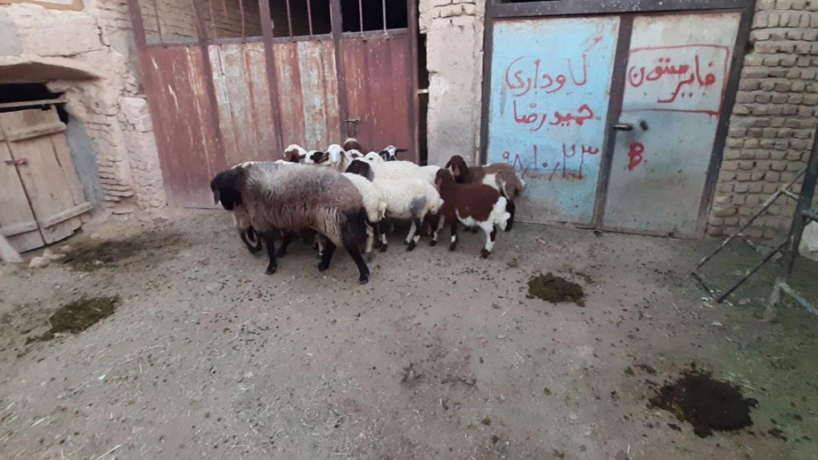 فیلم از حمله 2 گرگ وحشی در گلپ...