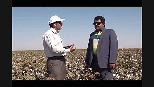 افزایش محصول پنبه با کود کلات...