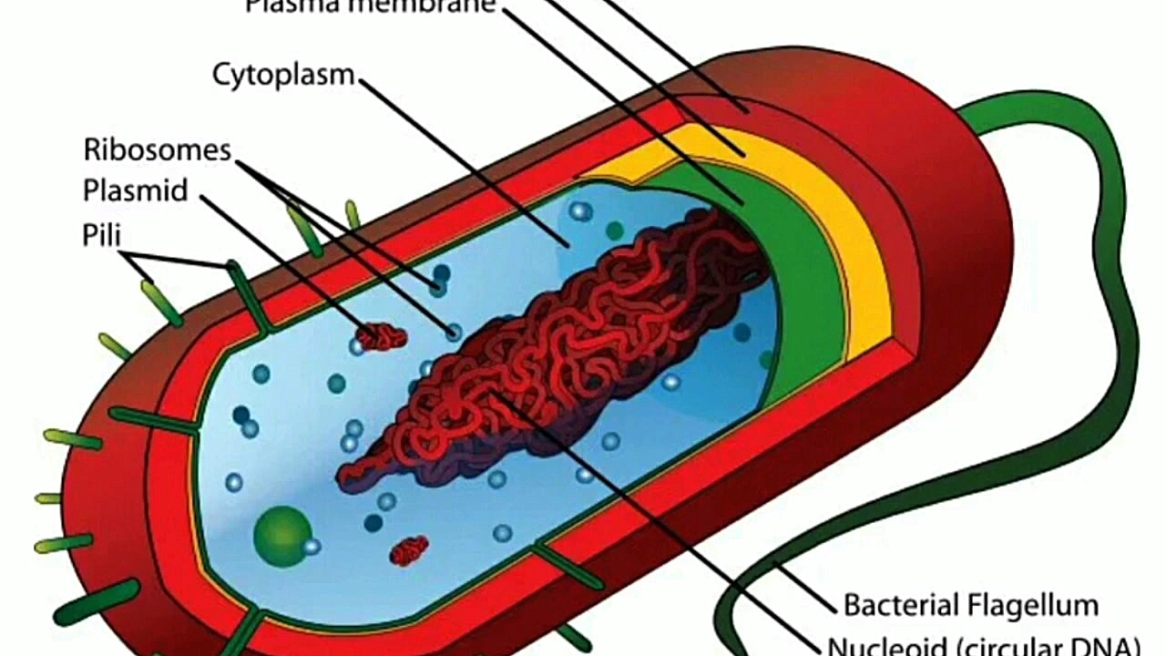 همانند سازی DNA پروکاریوت ها