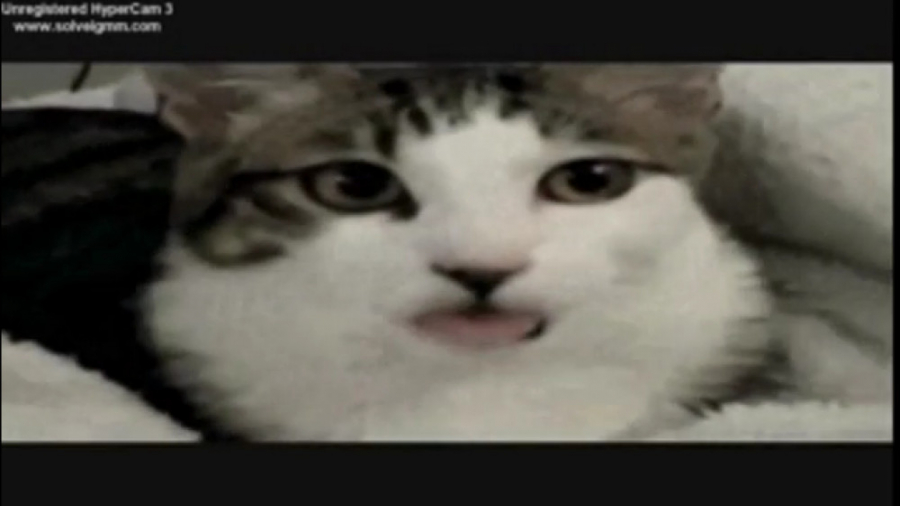 ویدیو سوتی های خنده دار حیوانا...