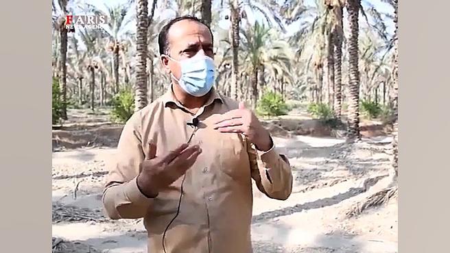 سود نخل‌داران در جیب دلالان خر...